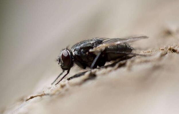 <b>蝇类的危害与防治</b>