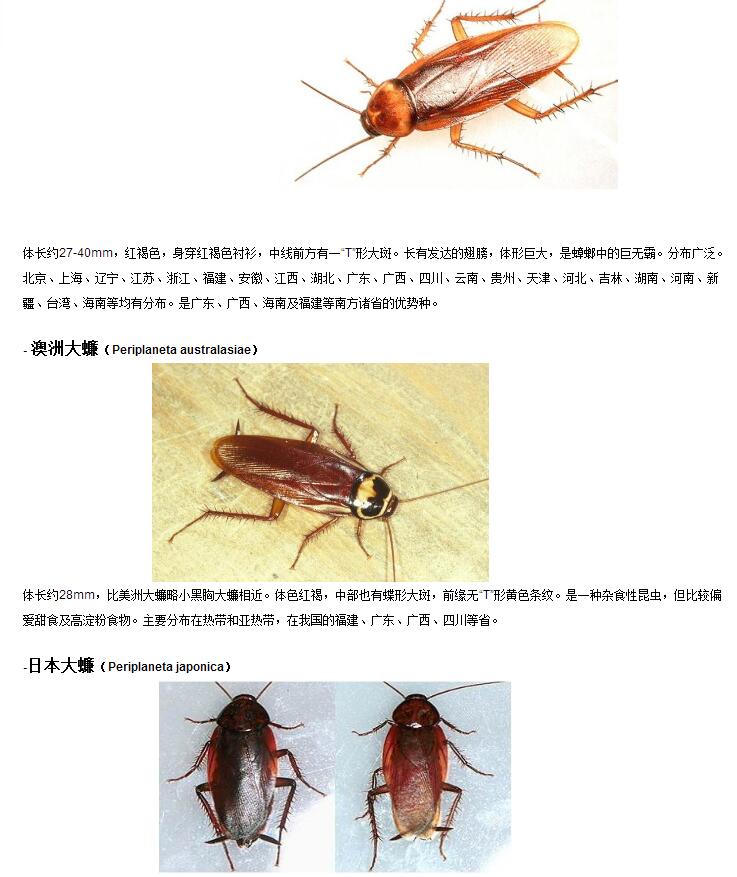 酒店南京灭蟑螂,南京灭蟑螂